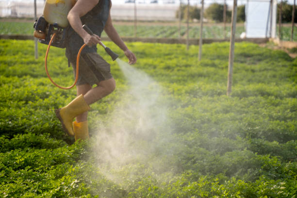 Best Ant Control Services  in El Centro, CA